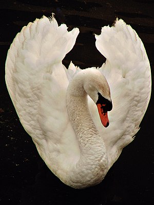 White swan