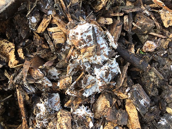 Widespread white fungus in wood chip mulch in an Oklahoma garden