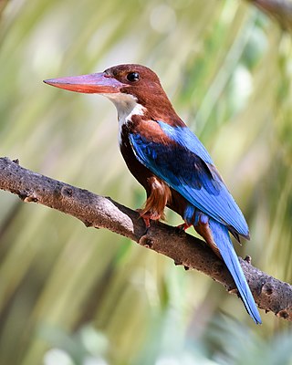 White-throated kingfisher, Chennai, India