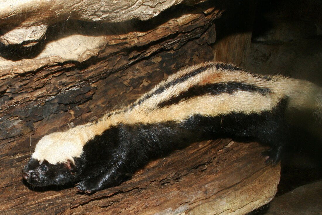 African striped weasel