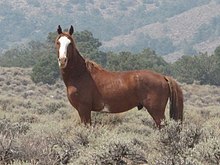 Wild Horse in Fish Lake Valley, 2013.