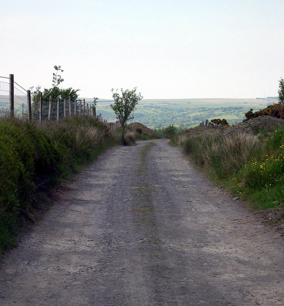 File:Woodland shoot - geograph.org.uk - 1334032.jpg