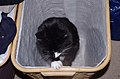 * Nomination Smudge the cat in a washing bin. Mattbuck 08:07, 14 November 2013 (UTC) * Decline Insufficient quality. --1Veertje 09:03, 14 November 2013 (UTC)