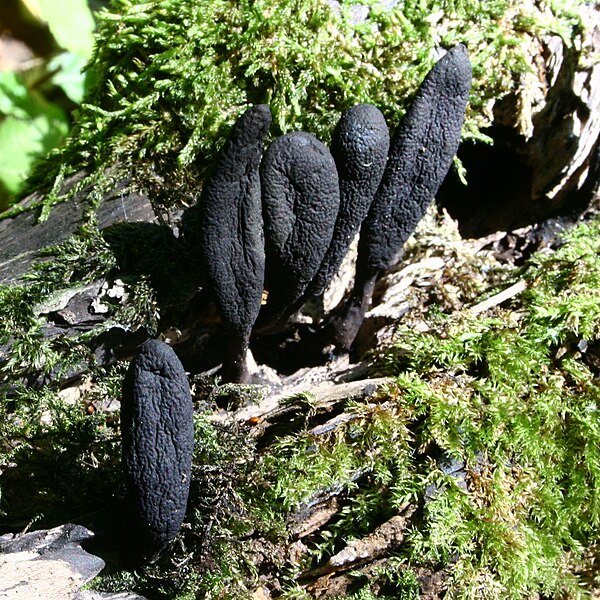 File:Xylaria polymorpha 20080928wa.JPG