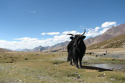 A yak in the Markha Valley of Ladakh