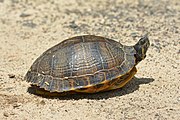 Yellow-bellied slider, Trachemys scripta scripta