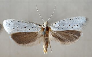 <i>Yponomeuta cagnagella</i> Species of moth