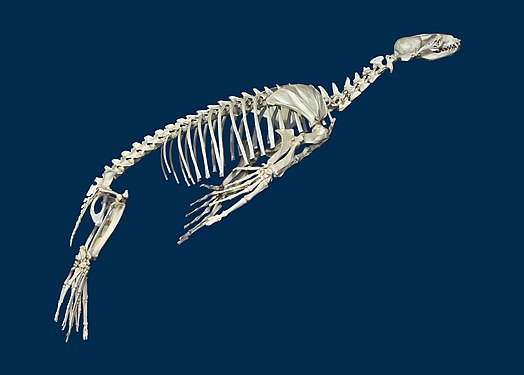 Zalophus californianus Skeleton