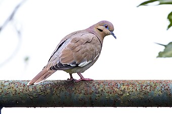 Zenaida Asiatica: Descripción, Historia natural, Subespecies