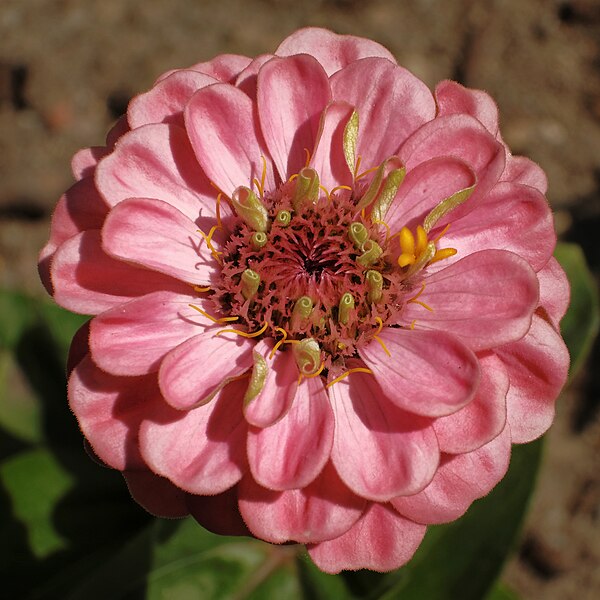 File:Zinnia elegans, Asteraceae.jpg