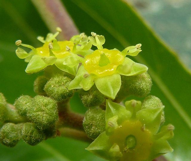 Flowers of Ziziphus mucronata