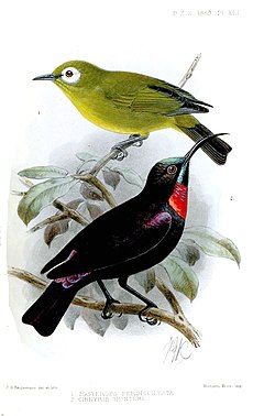 Montane White-eye and Hunter's sunbird Proceedings of the Zoological Society 1889 ZosteropsCinnyrisKeulemans.jpg