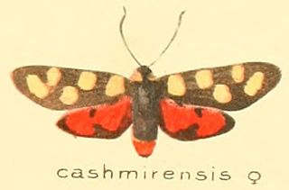 <i>Praezygaena caschmirensis</i> Species of moth