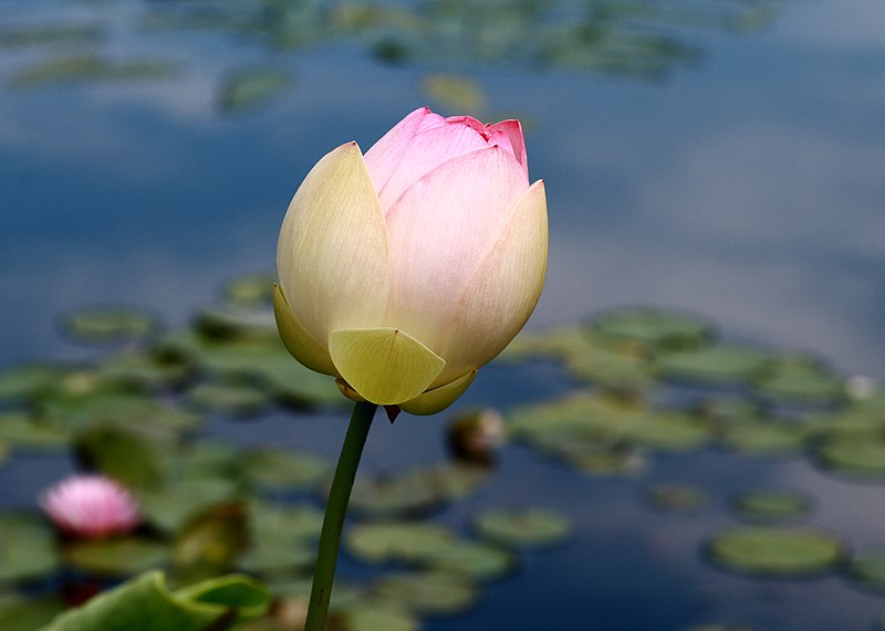 File:'Mrs. Perry D. Slocum' Sacred Lotus at Brooklyn Botanic Garden, 24 July 2009.jpg