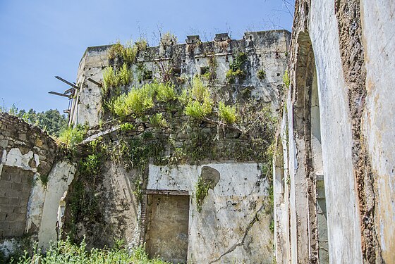 écurie (de l’intérieure) abandonnée, colonisée par la nature 2 (lemkhamsia -Azzaba-W.Skikda-Algérie).