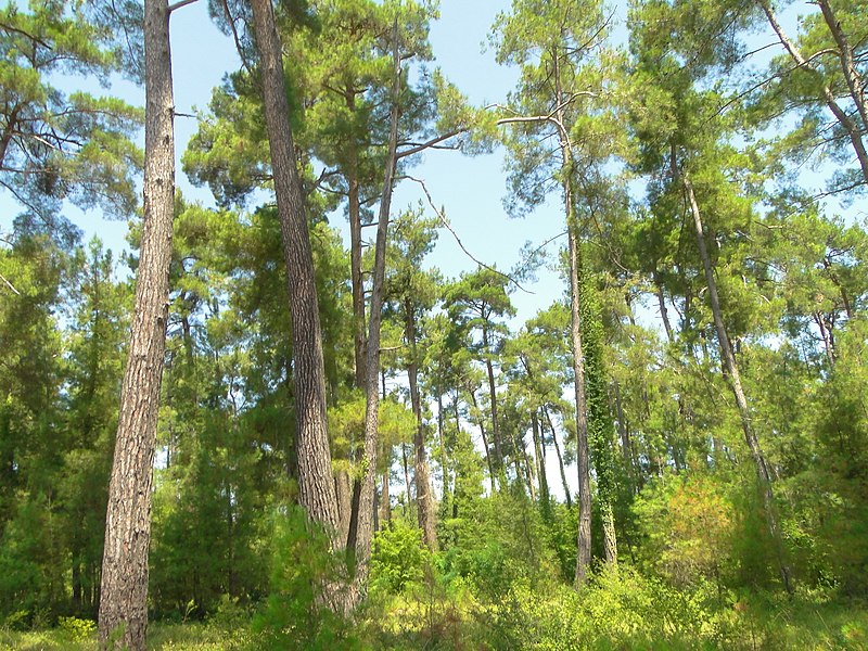 File:Пицундский заповедник - Реликтовая сосновая роща - panoramio - Наталья Филатова (1).jpg