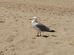 Goéland pontique Larus cachinnans