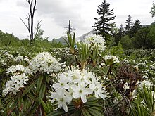 Eine große Fläche mit Sumpfporst, einer weißblühenden Rhododendronart. Im Hintergrund links ist ein Laubwäldchen und rechts Nadelbäume sowie davon teils verdeckt ein Berg.