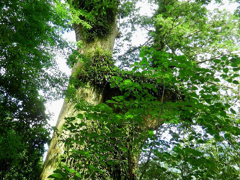 File:拉拉山國有林自然保育區 Lalashan Forest Reserve - panoramio.jpg