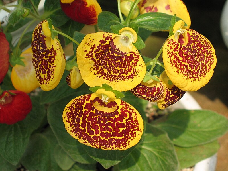 File:荷包花 Calceolaria x herbeohybrida -昆明金殿植物園 Kunming YuanLin Botanic Gardens, China- (9252462911).jpg