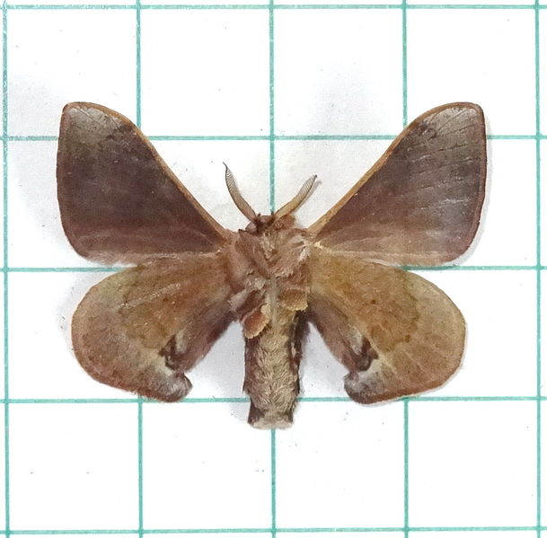 File:褐斑白蠶蛾(腹面) Triuncina brunnea (Wileman, 1911)(ventral) (15646980225).jpg