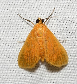 <i>Helvibotys pucilla</i> Species of moth