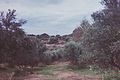 The olive pickers access the olive grove, usually by pick-up truck.