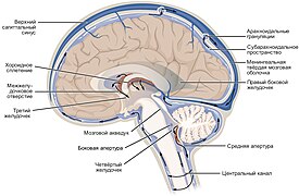 Cerebrospinal fluid circulation in a brain (v2)