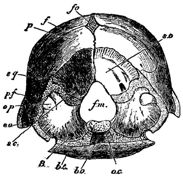 File:1911 EB Chicken skull.png