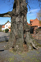 Linden tree at the cemetery