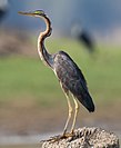 Purple heron