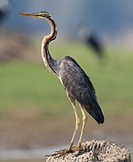 2010-kabini-purple-heron.jpg