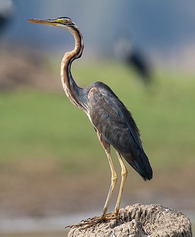 Foto van een Purperreiger