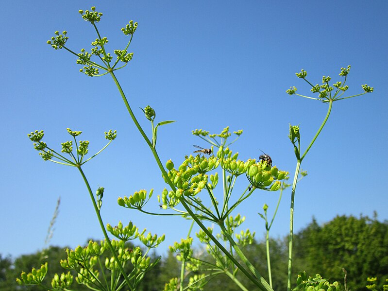 File:20120725Pastinaca sativa6.jpg