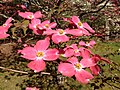 2013-05-10 08 26 08 Closeup of pink dogwoods at the Brendan T. Byrne State Forest headquarters.jpg