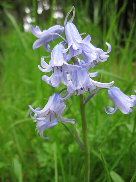 File:20130509Hyacinthoides × massartiana1.jpg