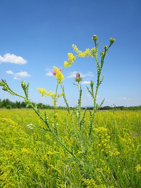 File:20130708Carduus acanthoides - Galium verum.jpg