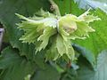 Corylus avellana (Gemeine Hasel)