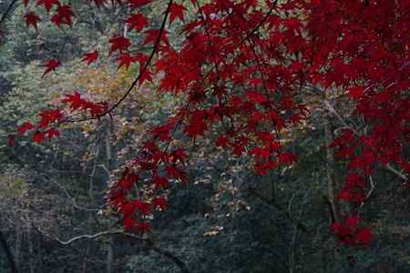 杭州一角紅葉，2014 年