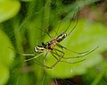 Baldachinspinne - Neriene radiata, Paarung