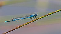 2016.08.19.-02-Waldsee Viernheim--Saphirauge-Maennchen.jpg