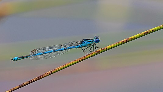 Goblet-marked damselfly - Erythromma lindenii.