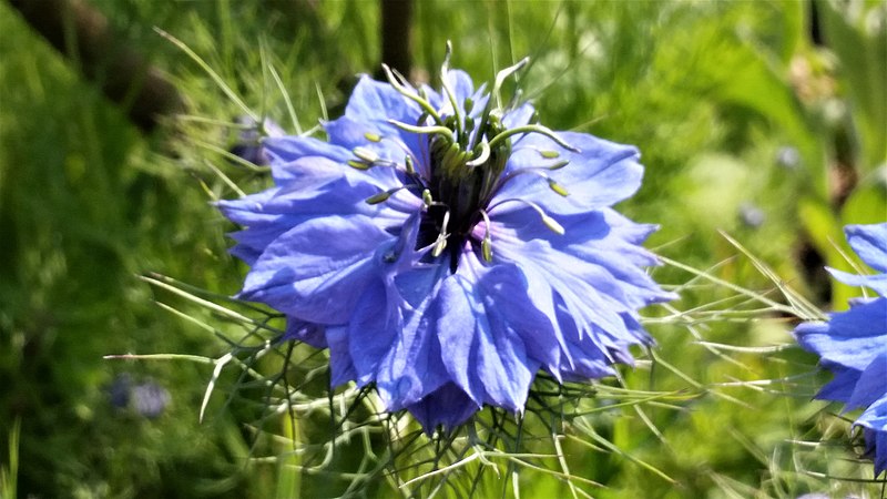 File:20160528 Whitstable - Nigella damascena 1.jpg