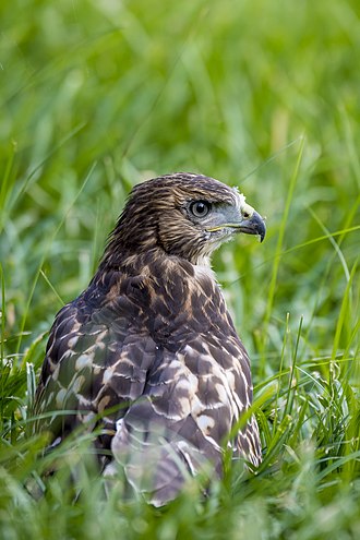 A recent fledgling on the ground, probably making its early hunting attempts. 20170614-OC-PJK-0418 (35262069466).jpg