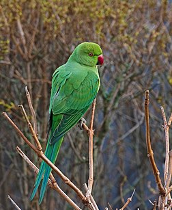 Fêmea de periquito-de-colar (Psittacula krameri), Mannheim-Vogelstang, Baden-Württemberg, Alemanha. É um pássaro da subfamília dos papagaios-verdadeiros. Vive no sul da Ásia e em várias partes da África. Em toda a sua extensão, é uma ave numerosa que vive principalmente perto de humanos, inclusive nas grandes cidades. Esta ave tende a ficar em grupos e bandos, chegando a centenas e até milhares de cabeças. É um dos periquitos mais comumente mantidos em cativeiro. Ele consegue lembrar e imitar a fala humana e outros sons, embora essa capacidade não seja tão desenvolvida quanto a de alguns outros papagaios. Em alguns países da Europa com clima ameno, nos Estados Unidos e vários outros países, formaram-se populações estáveis ​​de periquitos-de-colar secundariamente selvagens, que recentemente começaram a representar um problema para os ecossistemas locais. (definição 2 467 × 2 467)