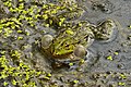 Teichfrosch - Pelophylax kl. esculentus, Männchen