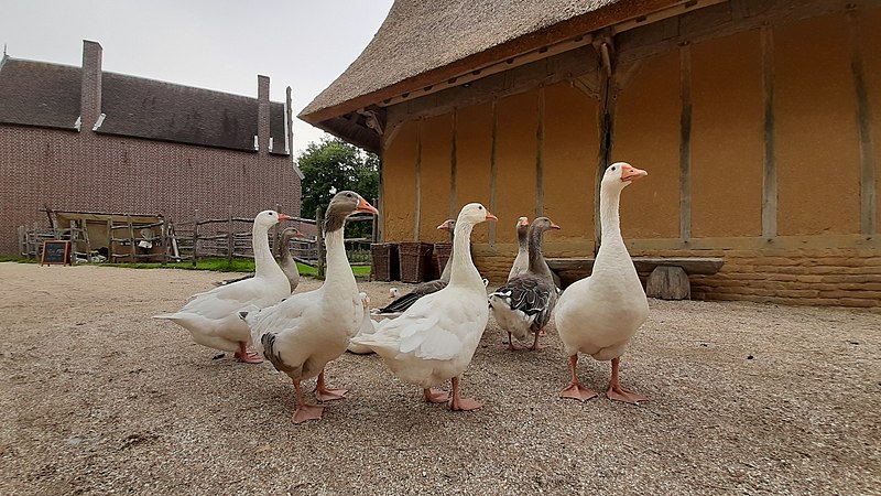 File:20190720 Archeon AdrR 21.jpg