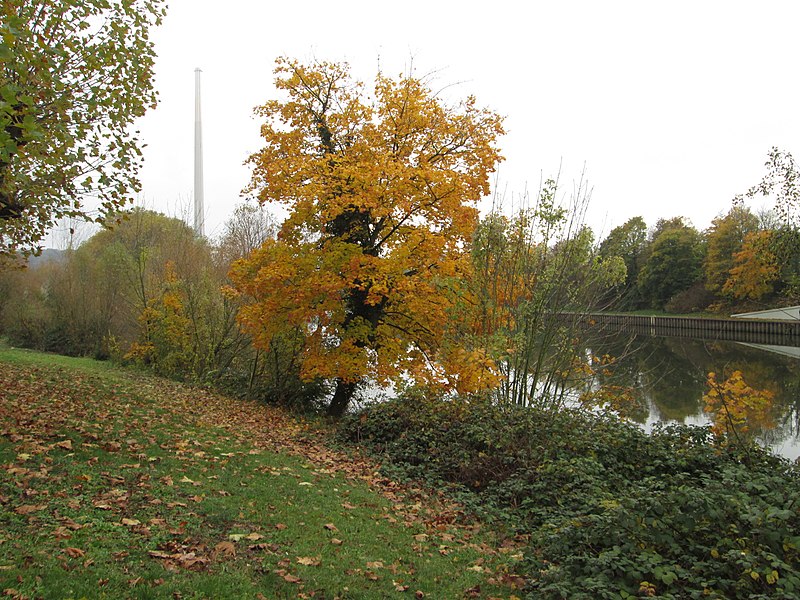 File:20191110Acer platanoides1.jpg