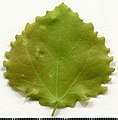 * Nomination Populus tremula. Leaf adaxial side. --Knopik-som 00:54, 5 July 2021 (UTC) * Promotion  Support Good quality -- Johann Jaritz 02:49, 5 July 2021 (UTC)