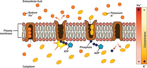 De kalium-natriumpomp in een celmembraan. Deze ionenpomp komt in veel celmembranen voor. De pomp transporteert natrium- en kaliumionen over het membraan in tegengestelde richtingen, elk tegen hun concentratiegradiënt in. De pompt werkt meestal op ATP.